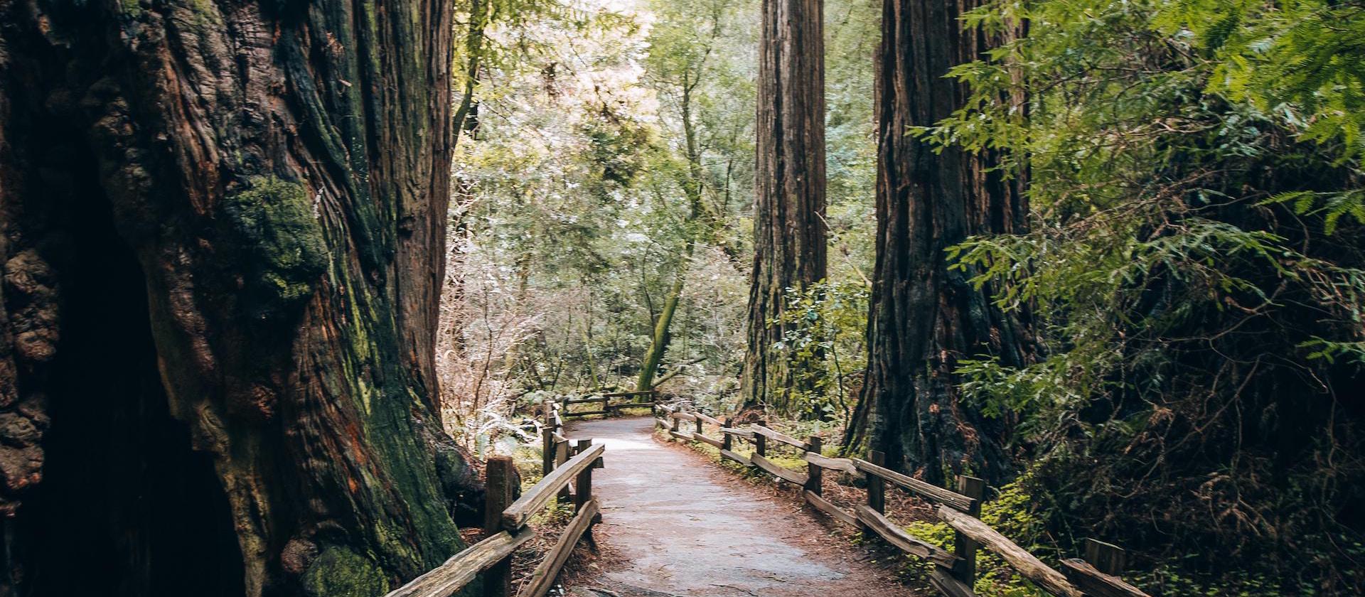 a path in the middle of a forest surrounded by tall trees