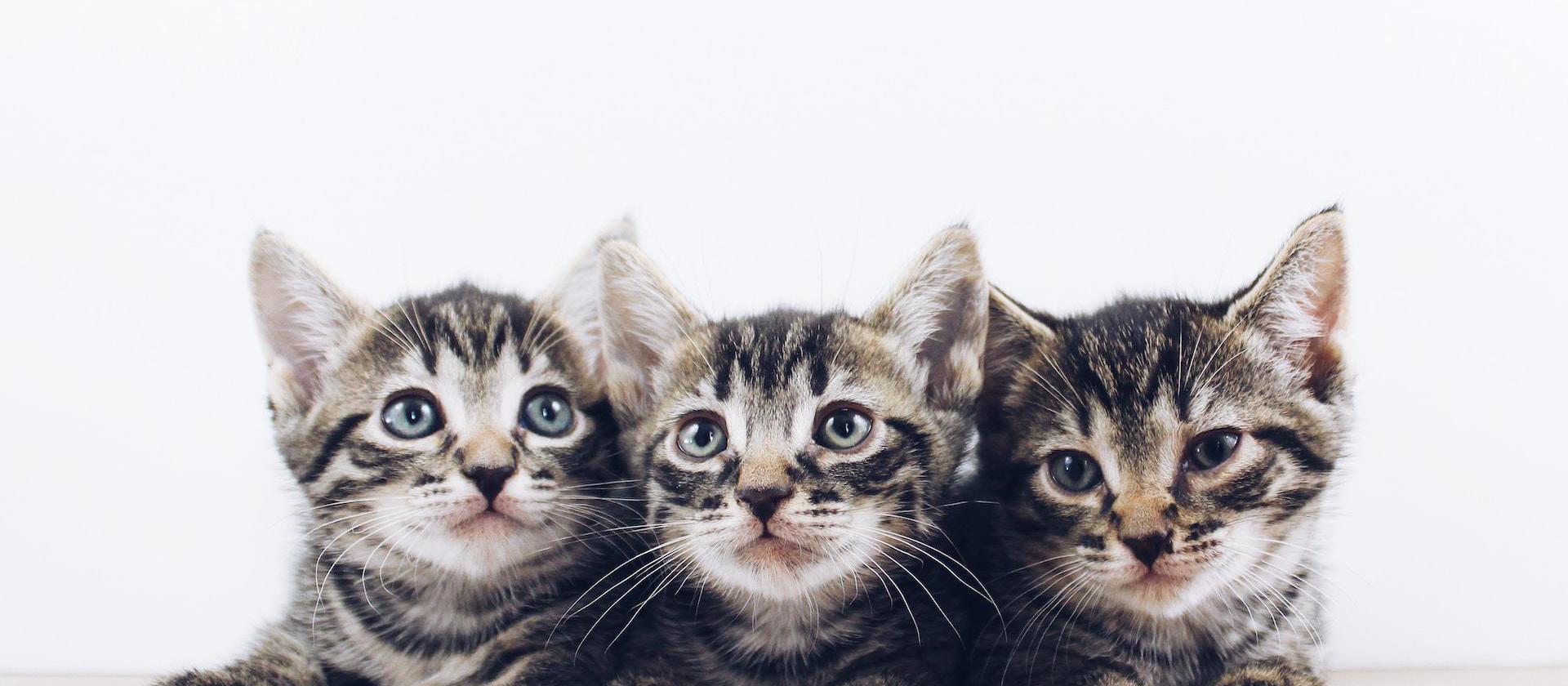 Image of three kittens looking around and seeing what trouble they can explore.