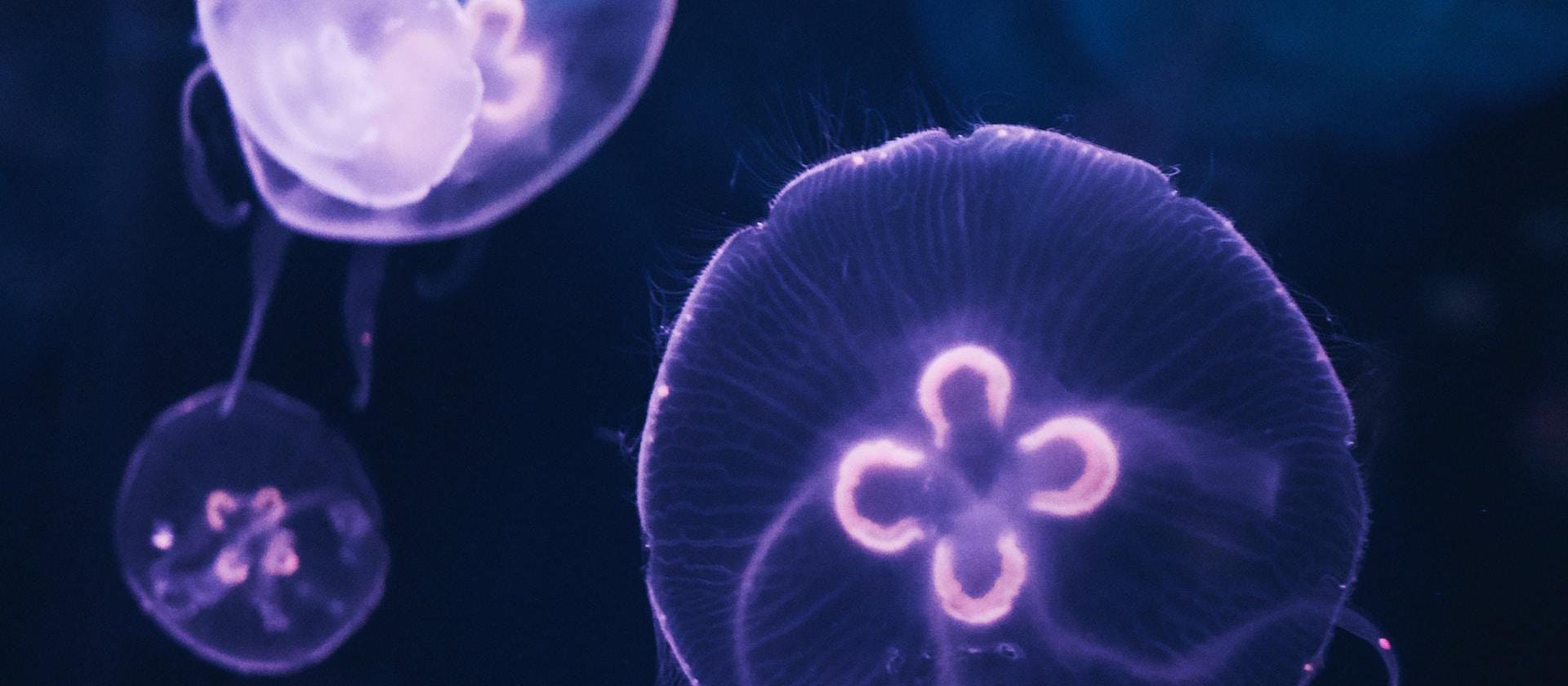 blue jellyfish in water during daytime.