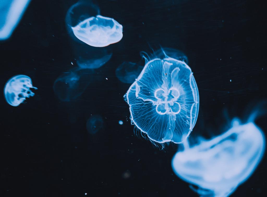 Jellyfish