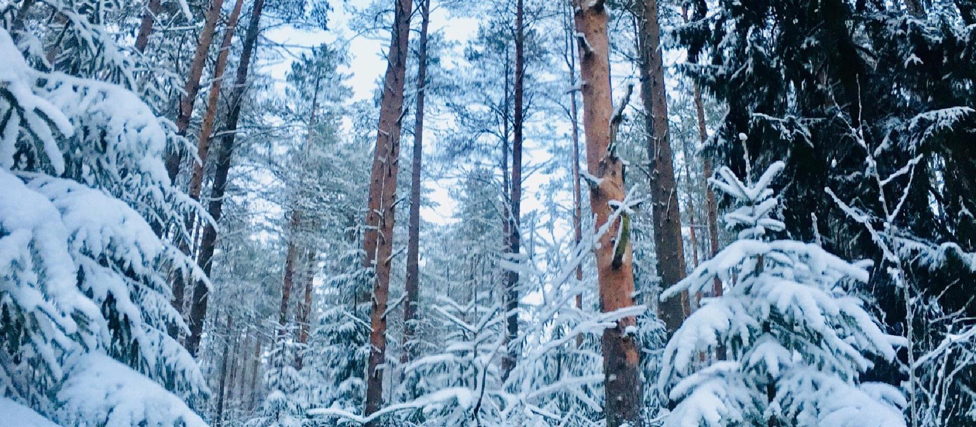 brown trees under white sky