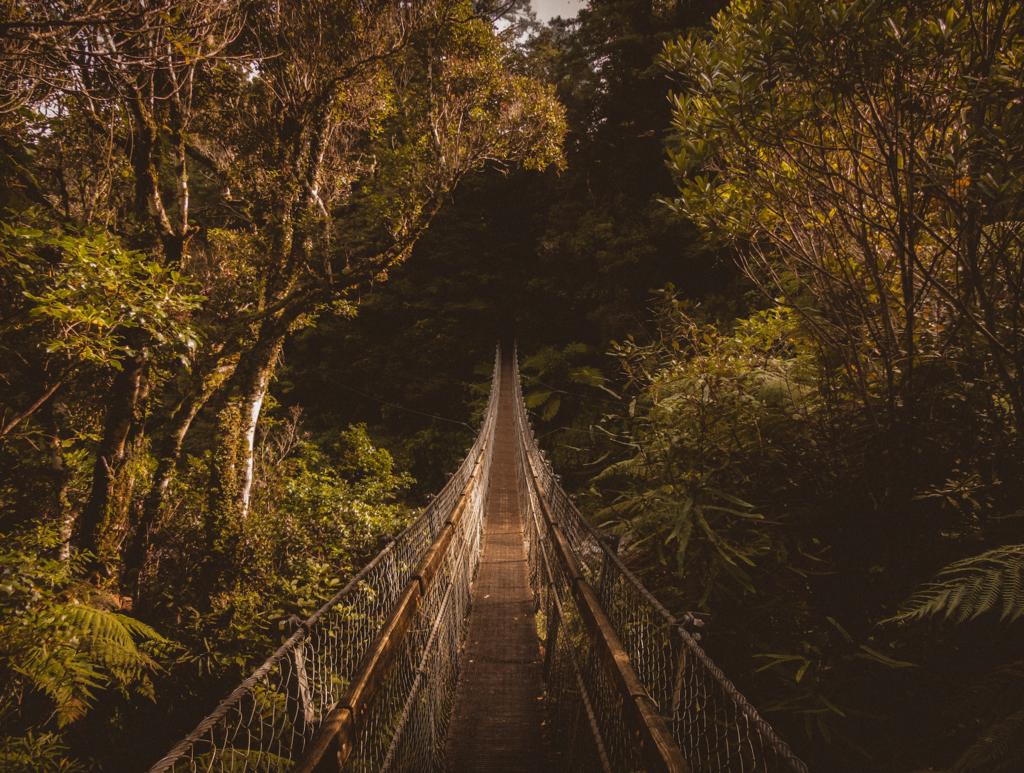 bridge in middle of jungle