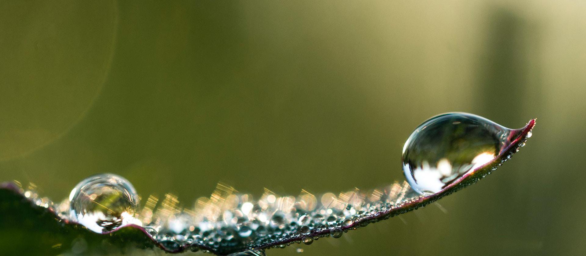 a close up of water droplets on a leaf