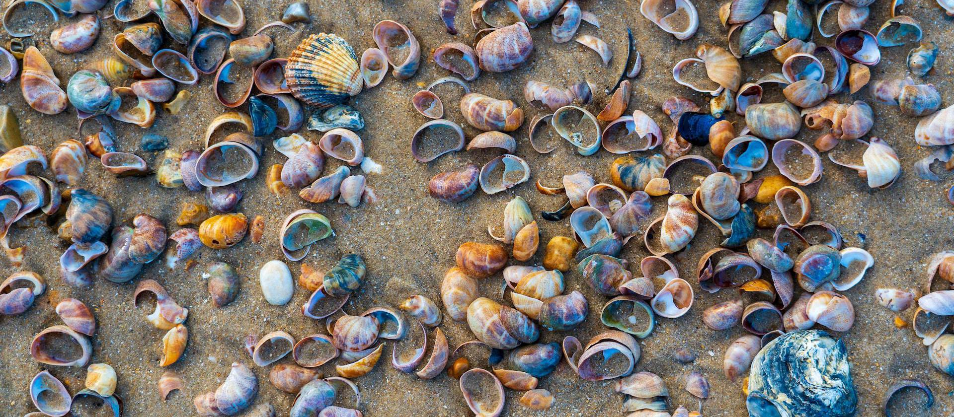 Image of brown and gray seashells on gray sand.