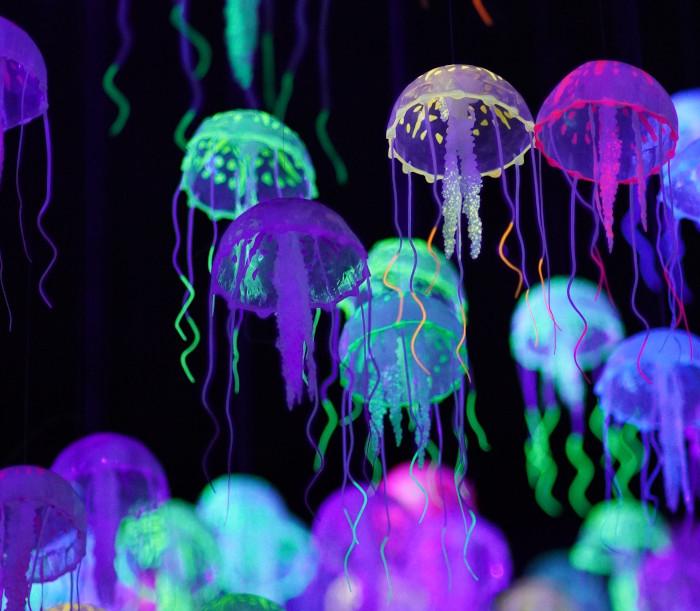 Jellyfish