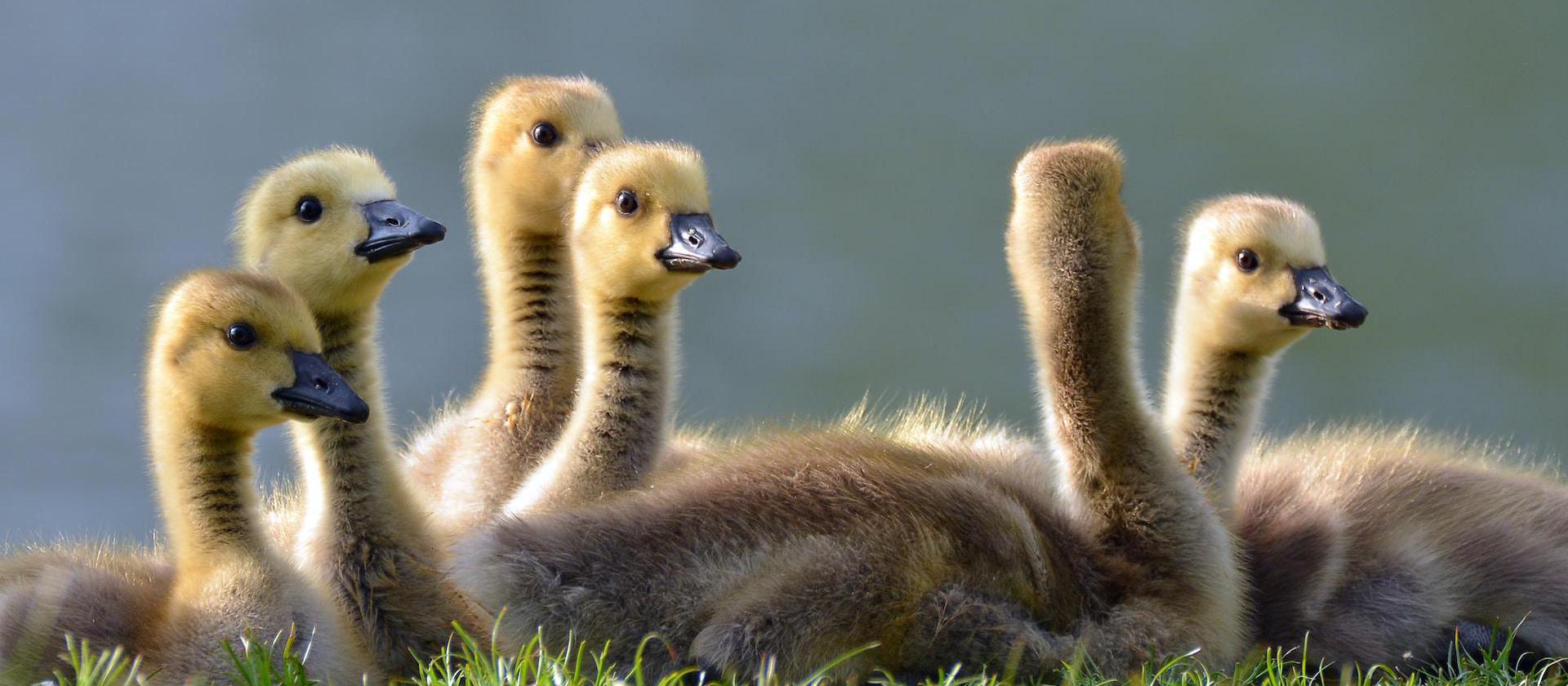 six bird chicks on grass.