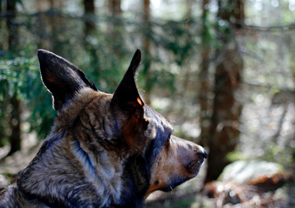 dog listening