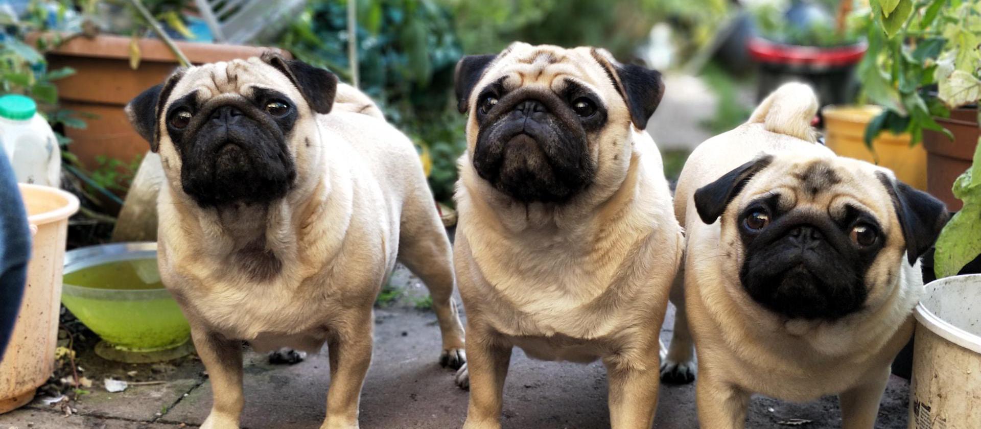 three fawn pugs